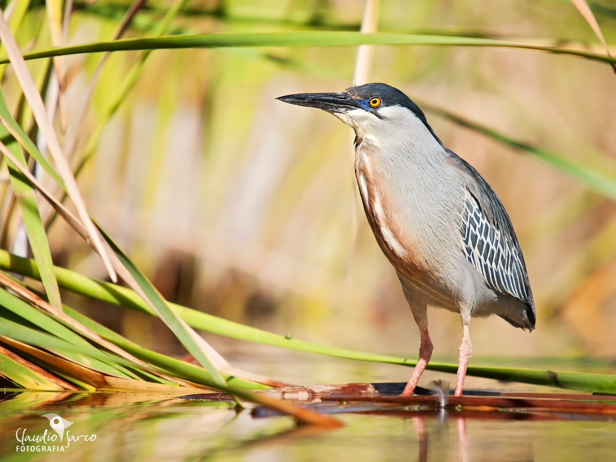 Garcita azulada / Striated Heron