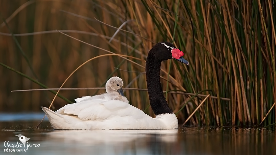 Cisne de Cuello Negro / Black-necked Swan