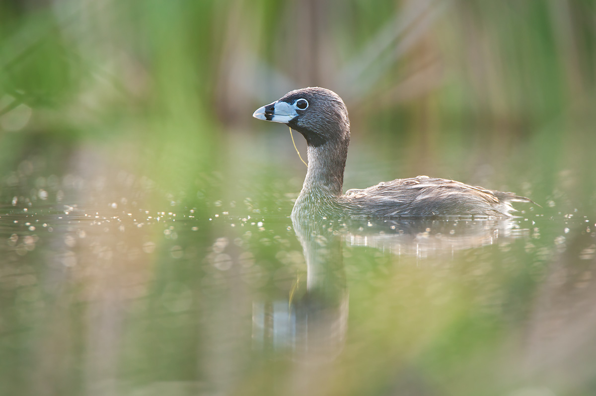 Maca Pico Grueso / Pied-billed Grebe